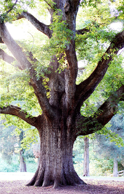 Yards By Us Tree and Stump Grinding Services